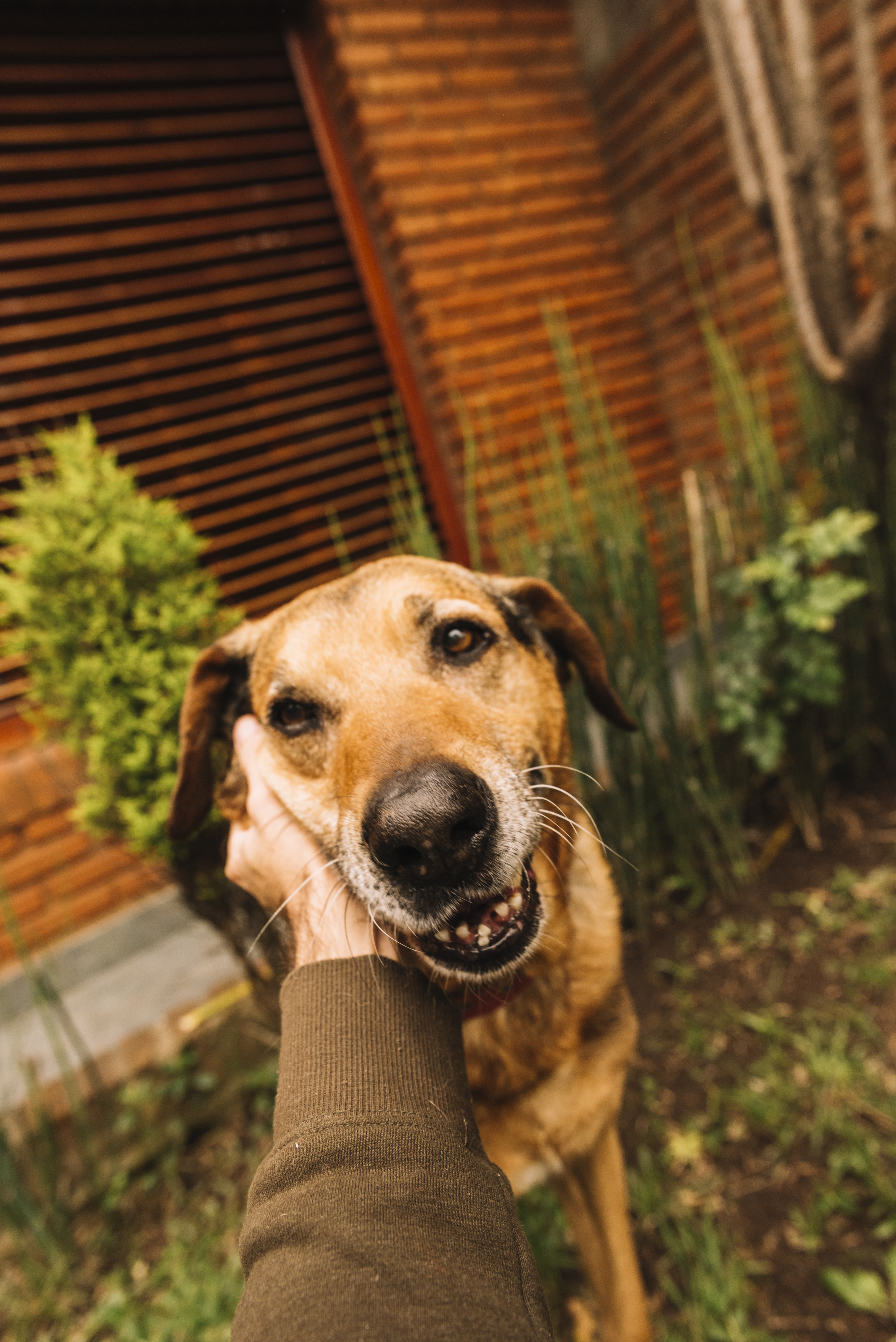 Cães e gatos felizes aguardando adoção